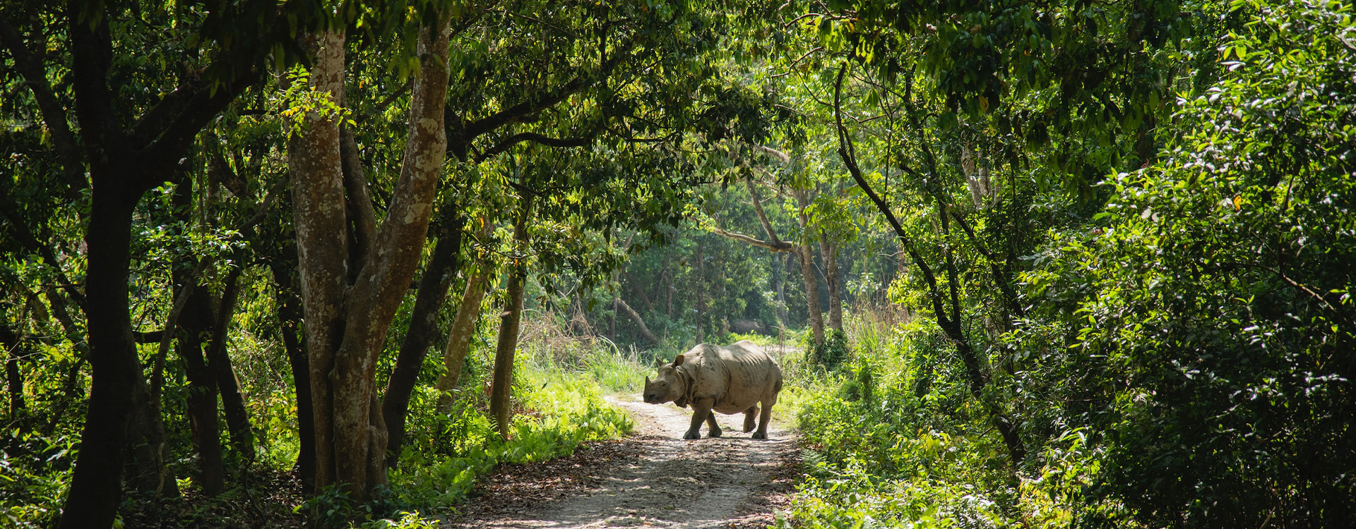 Chitwan Jungle Safari