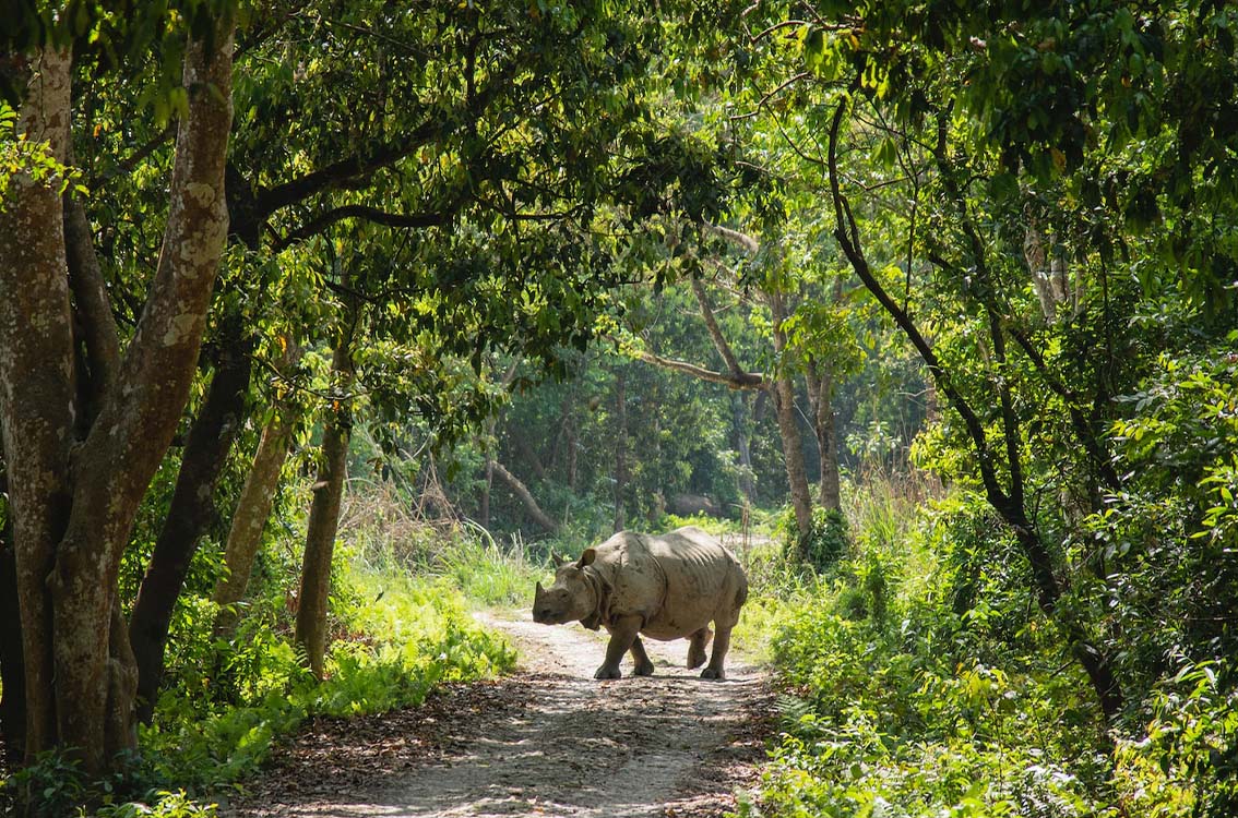 Chitwan Jungle Safari